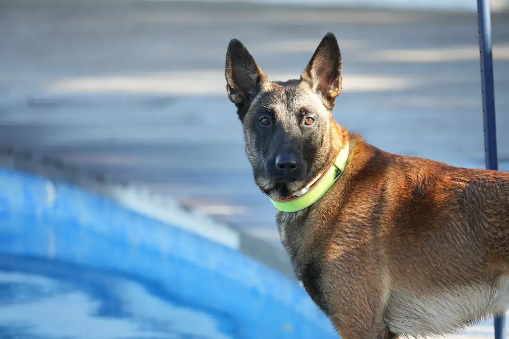 Malinois