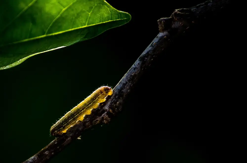 Larva