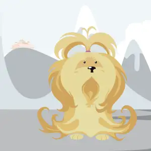 Lhasa Apso