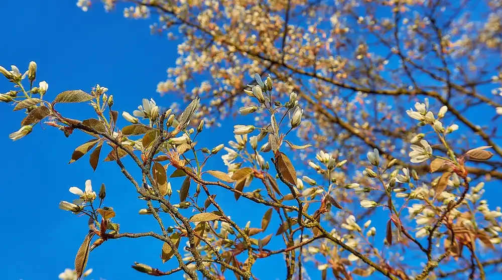 Amelanchier Lamarckii