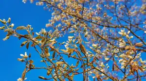 Amelanchier Lamarckii